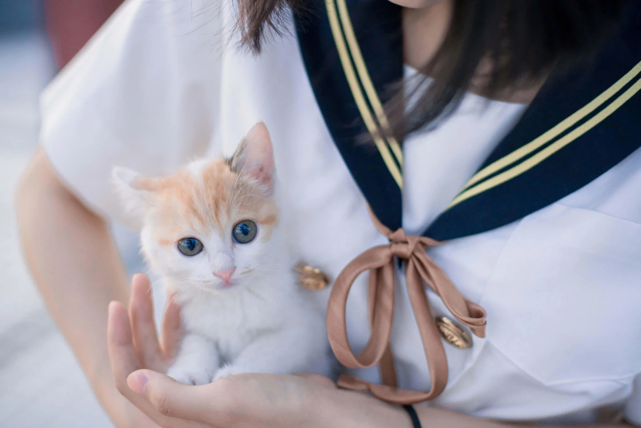 清纯的制服少女与猫写真图集[CN：明明大蓝鲸]