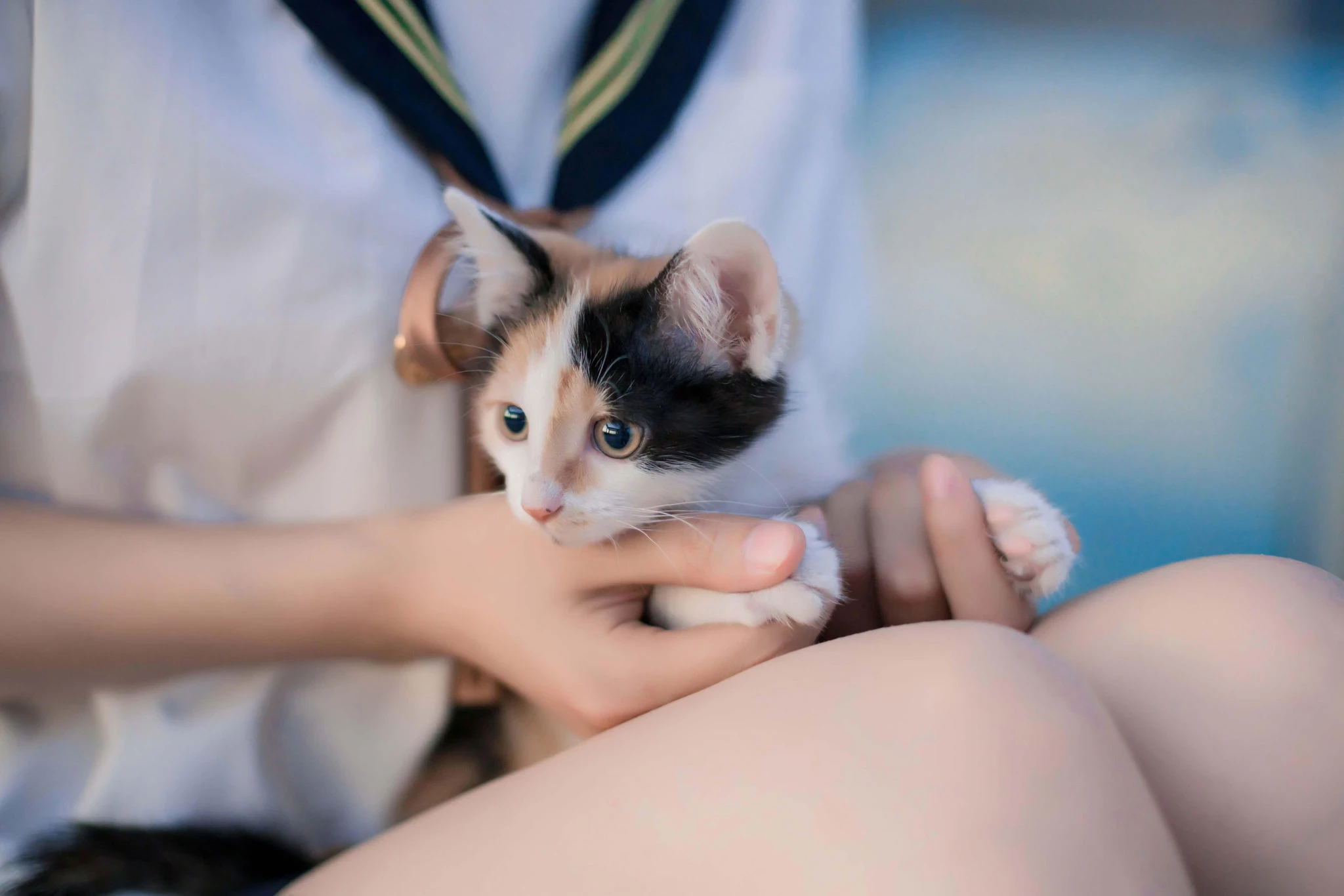 清纯的制服少女与猫写真图集[CN：明明大蓝鲸]