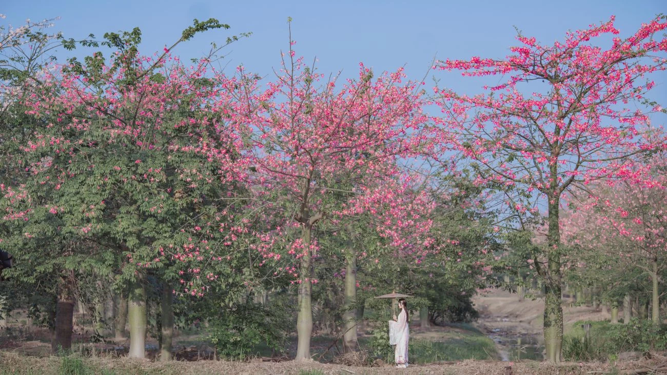 桜桃喵 溫柔之漢服桃花